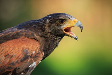 Harris's Hawk (Parabuteo unicinctus) close-up with open beak.