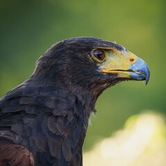 Close-up of a majestic Harris's hawk (Parabuteo unicinctus)