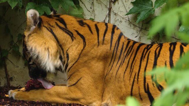 Close up of a tiger chewing on a bone on a suny day