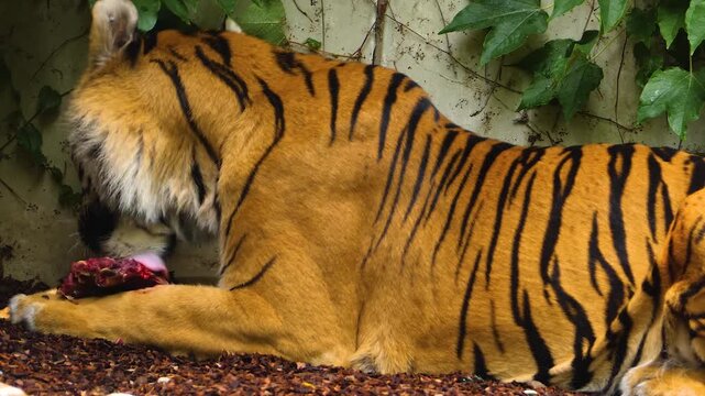 Close up of a tiger chewing on a bone on a suny day