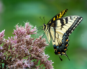 A male Eastern Tiger Swallowtail butterfly feeding on a flower