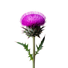 Stunning purple thistle flower blossom detailed presentation on transparent background