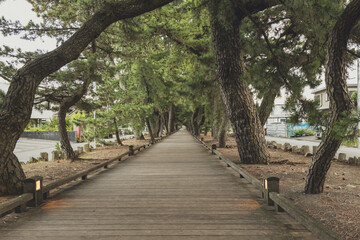 世界遺産・三保松原「神の道」の松並木