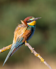 European bee-eater, merops apiaster. The bird sits on a beautiful branch, fluffing its feathers