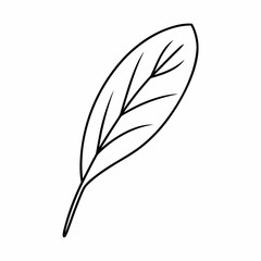 Sage Leaf Vector Outline