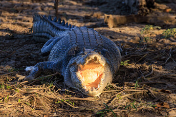 オーストラリア　ノーザンテリトリーのイエローウォーターで大きく口をあけるクロコダイル
