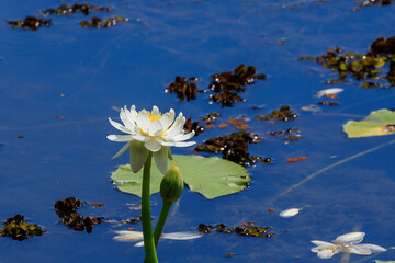 オーストラリア　ノーザンテリトリーのイエローウォーターに咲く一輪の可憐なスイレンの花