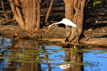 オーストラリア　ノーザンテリトリーのイエローウォーターで魚を狙うサギ