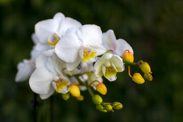 Beautiful white orchid on green - phalaenopsis