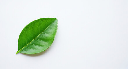 Vibrant green leaf isolated on clean white background, symbolizing nature and freshness