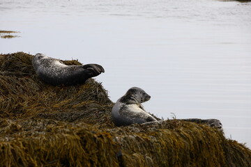 Fototapeta premium Two grey seals rest on seaweed-covered rocks, one gazing toward the ocean while the other lies on its back asleep, creating a calm marine scene