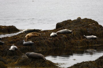 Colony of seals lies on kelp-covered rocks at Ytri Tunga beach in Iceland, captured in rainy weather with grey skies and a moody coastal atmosphere