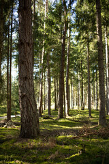 Fototapete bei efototapeten.de bestellen   