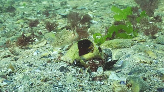Tentacled blenny (Parablennius tentacularis) takes an interest in vacated housing, approaching and examining empty large seashell of Veined rapa whelk (Rapana venosa). Underwater scene