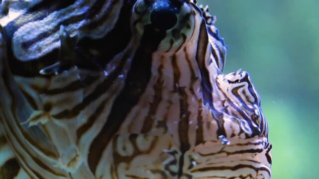 Very Close up head of lion or zebra fish swimming slowly underwater