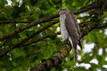 The Eurasian sparrowhawk (Accipiter nisus), also known as the northern sparrowhawk