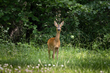 Roe deer in forest, Capreolus capreolus.
