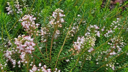 Erica (heather) Plant with Pink Heather Flowers in Bloom