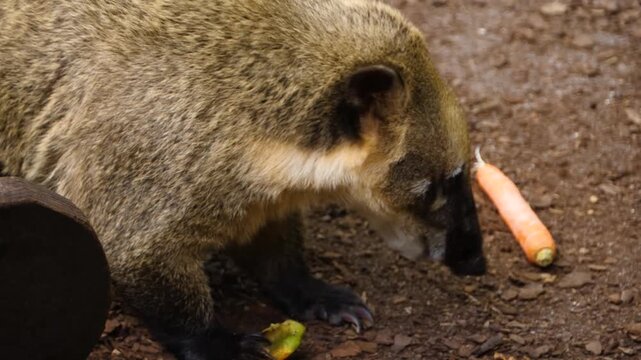 Close up of a coati mundi resting walking around and searching