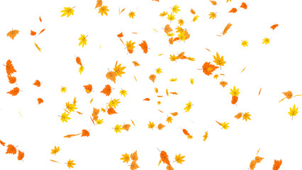 Fototapeta premium A vibrant cascade of falling autumn leaves in warm shades of orange and yellow. Seasonal illustration featuring a dynamic leaf fall, perfect for nature-themed designs with a transparent background.