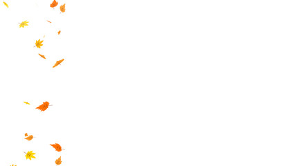 Falling autumn leaves in vibrant orange and yellow colors. Cartoon style animation element for seasonal projects. Illustration of fall foliage with transparent background for easy overlay. Copy space.