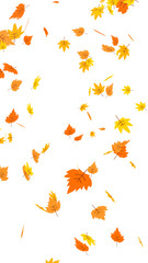 Illustration of vibrant autumn leaves in shades of orange and yellow, dynamically falling through the air. Seasonal nature graphic with a transparent background for easy compositing and design.