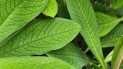 Zamioculcas Zamiifolia Green Leaf Texture Close-Up