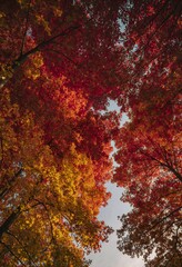 Autumn leaves in vibrant hues of red, orange, and yellow frame a clear blue sky, creating a breathtaking natural canopy