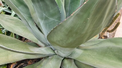 Agave Plant Close-Up with Symmetrical Green Leaves