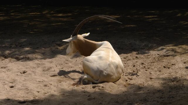 close up of an oryx antelope resting in sand on a sunny summer day
