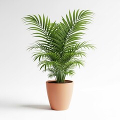 Fototapeta premium Palm tree in a pot