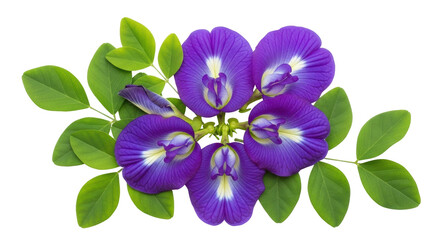 Fototapeta premium Isolated Butterfly Pea Flowers Group