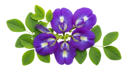 Isolated Butterfly Pea Flowers Group