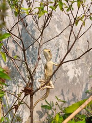 chameleon perched on a tree branch, looking upward