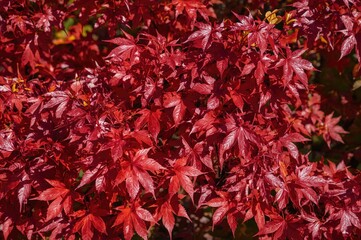 Vibrant fall foliage with maple leaves