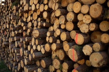 marks on cut trees stacked in a pile