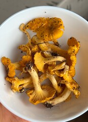 chanterelle mushrooms on a plate