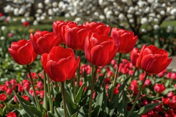 Cluster of vibrant red tulips up close. Stunning tulip blooms in a garden setting. Floral greenery backdrop with blossoming plants.