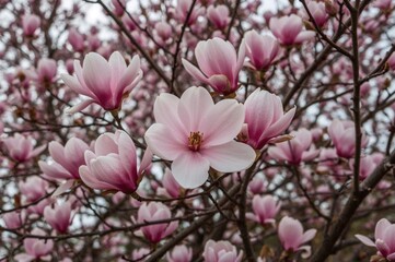 Magnolia branches blossoming richly against a lively floral backdrop, spreading a sweet fragrance that inspires peace and happiness