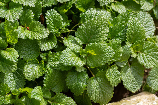 Beau plant de m&eacute;lisse pr&ecirc;t a &ecirc;tre r&eacute;colter au soleil. Plante vivace et mellif&egrave;re.