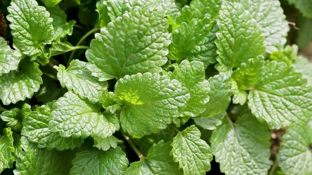Beau plant de m&eacute;lisse pr&ecirc;t a &ecirc;tre r&eacute;colter au soleil. Plante vivace et mellif&egrave;re.