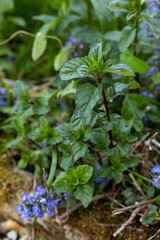 Vue rapprochée de feuille de menthe bergamote a l'ombre. Plante rustique, vivace et mellifère. France