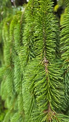 Fir Tree Branch Close-up Abies Christmas Concept