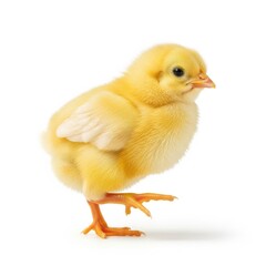 Obraz premium Fluffy yellow baby chick standing on one leg isolated on white background