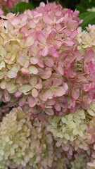 Soft Pink Hydrangea Petal Background with Natural Texture