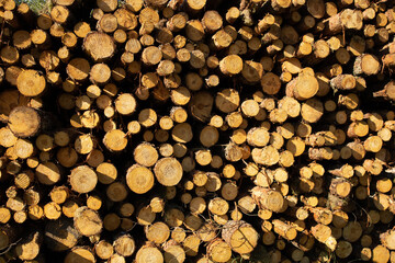 Top-down view of a large pile of cut tree logs, showing cross-sections