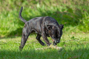 Stafford Bull terrier American, playing with strong branch 2025