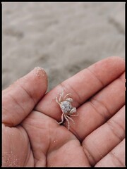 Sand crab in hand close-up on the beach