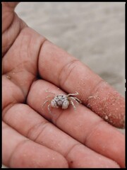 Small sand crab resting on human palm