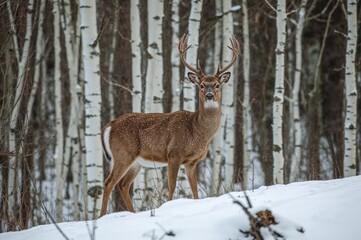 Mature Female Red Deer Standing on a Snowy Slope